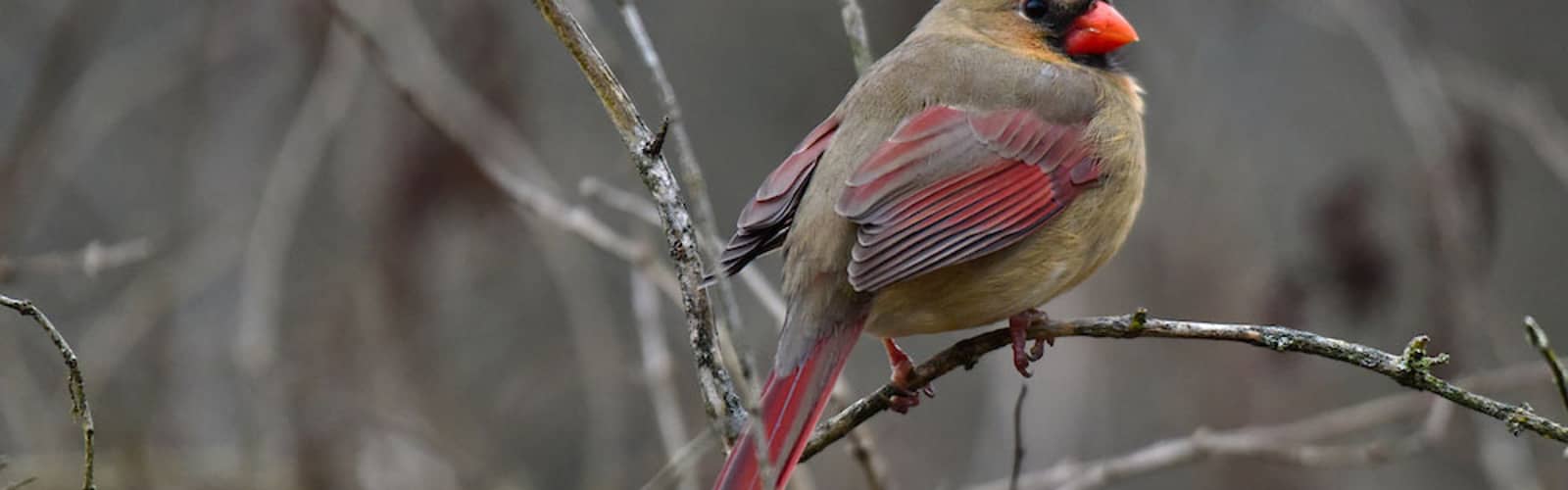 Bird Nerds: Northern Cardinal