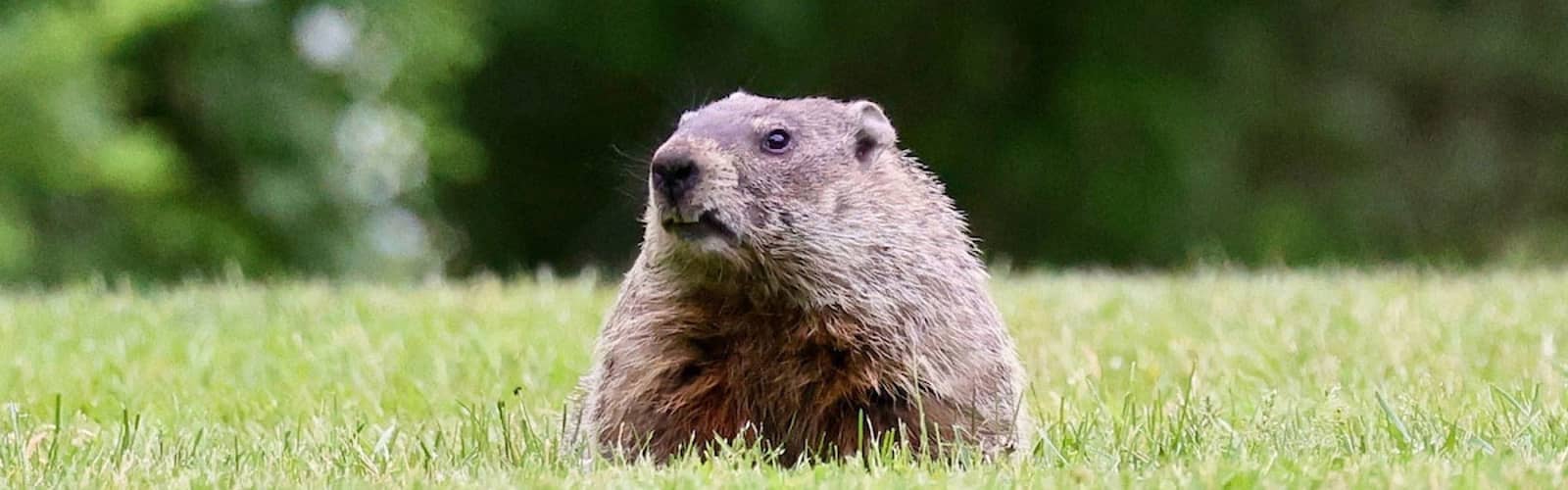Virtual: Groundhog Day