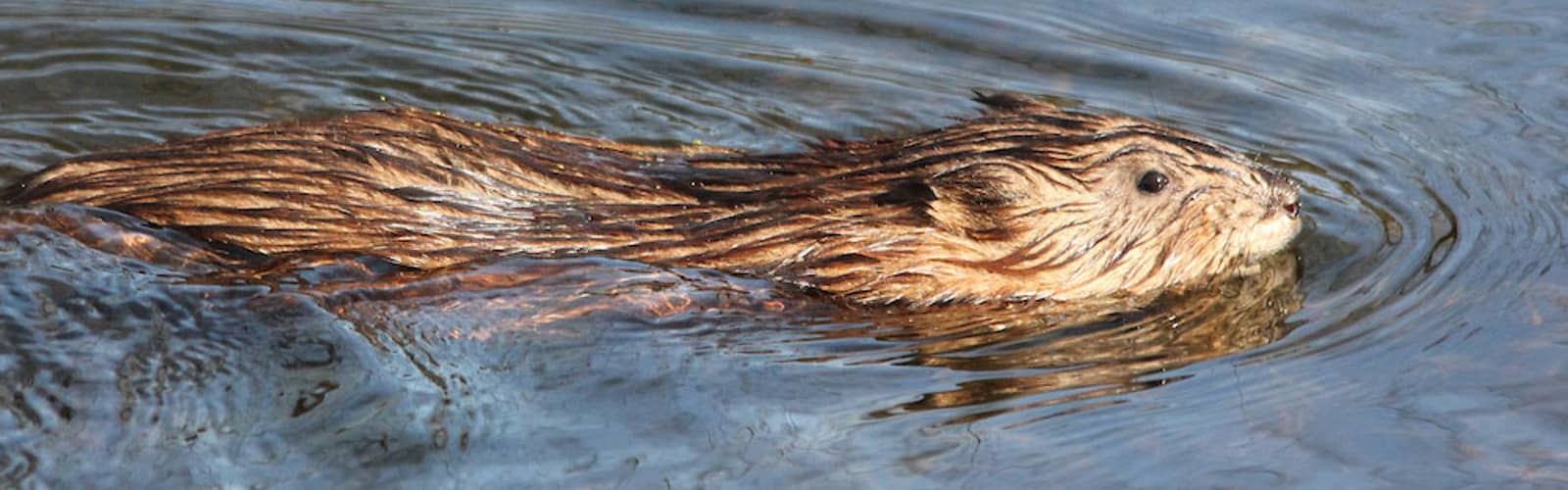 Muskrat Love