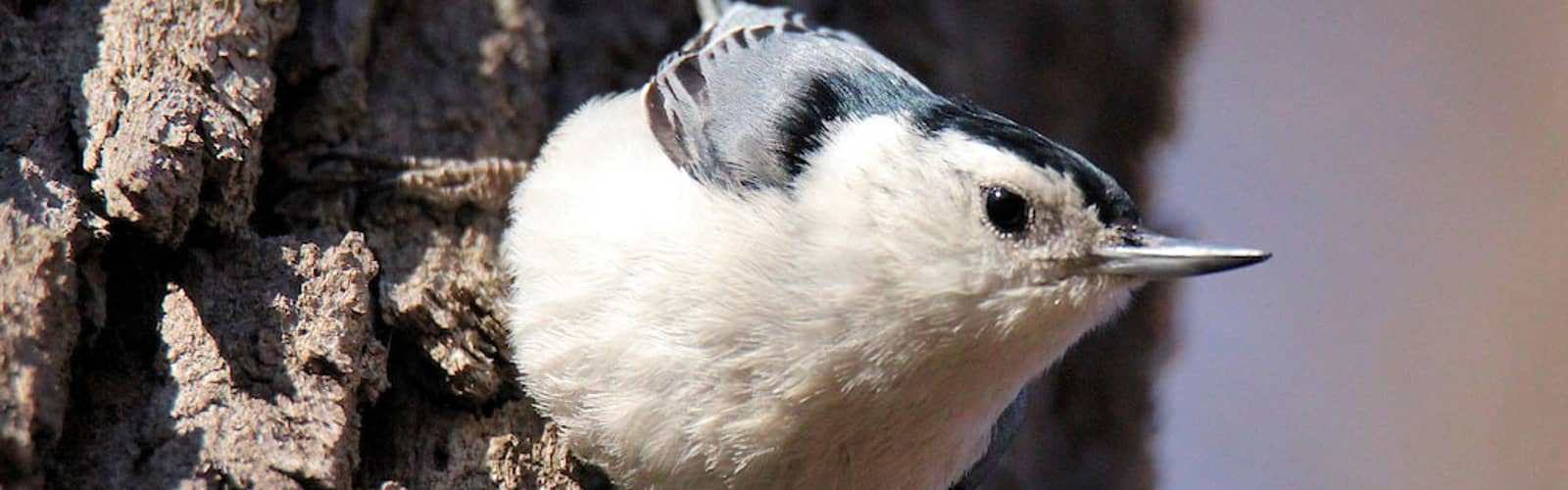 Young Birders: Nuthatches