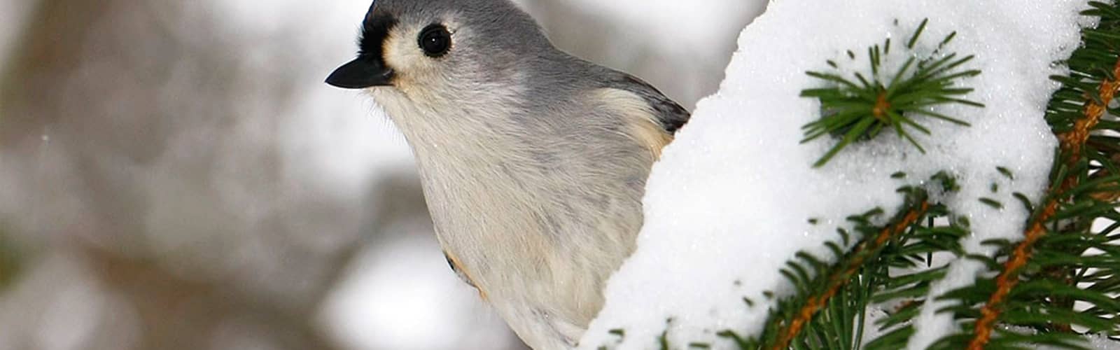 Winter Senses Walk