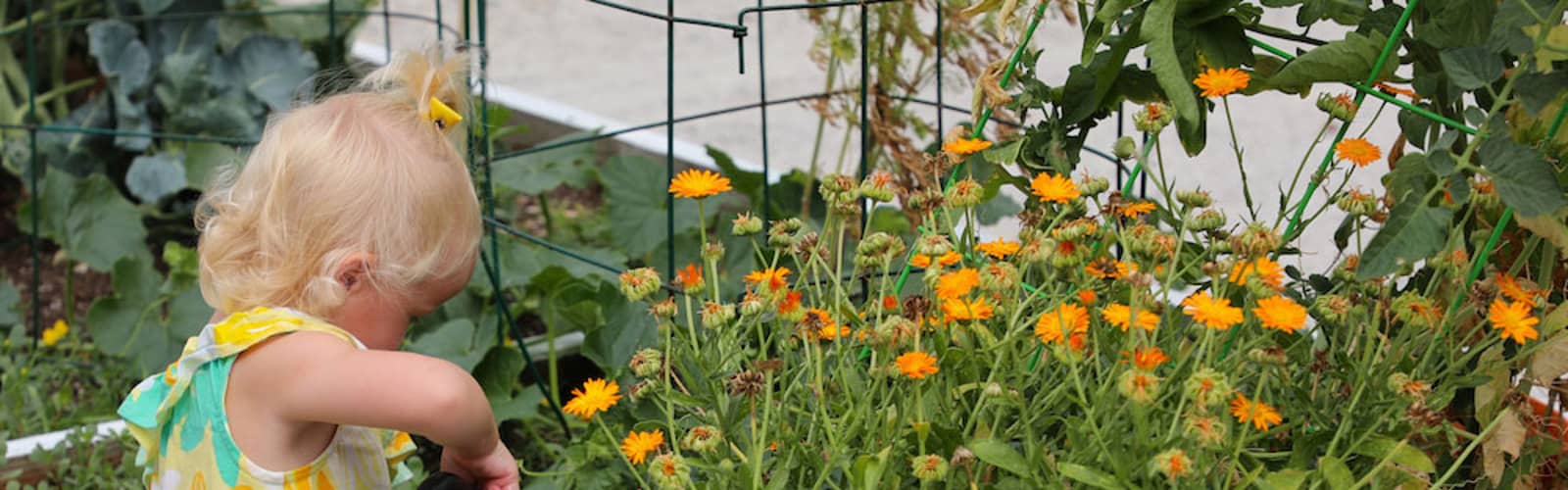 Homegrown Habitat: Container Gardening