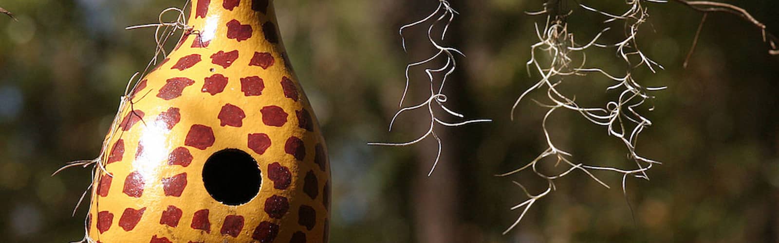 Bird Feeder Basics