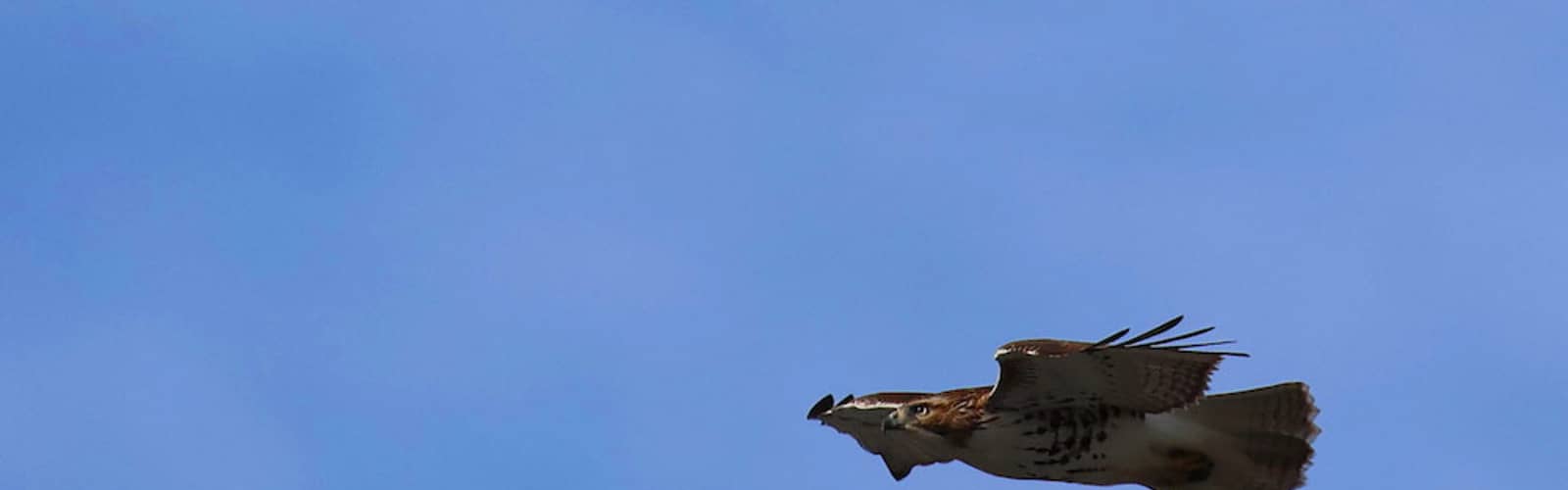 Bird Nerds: Red-Tailed Hawk