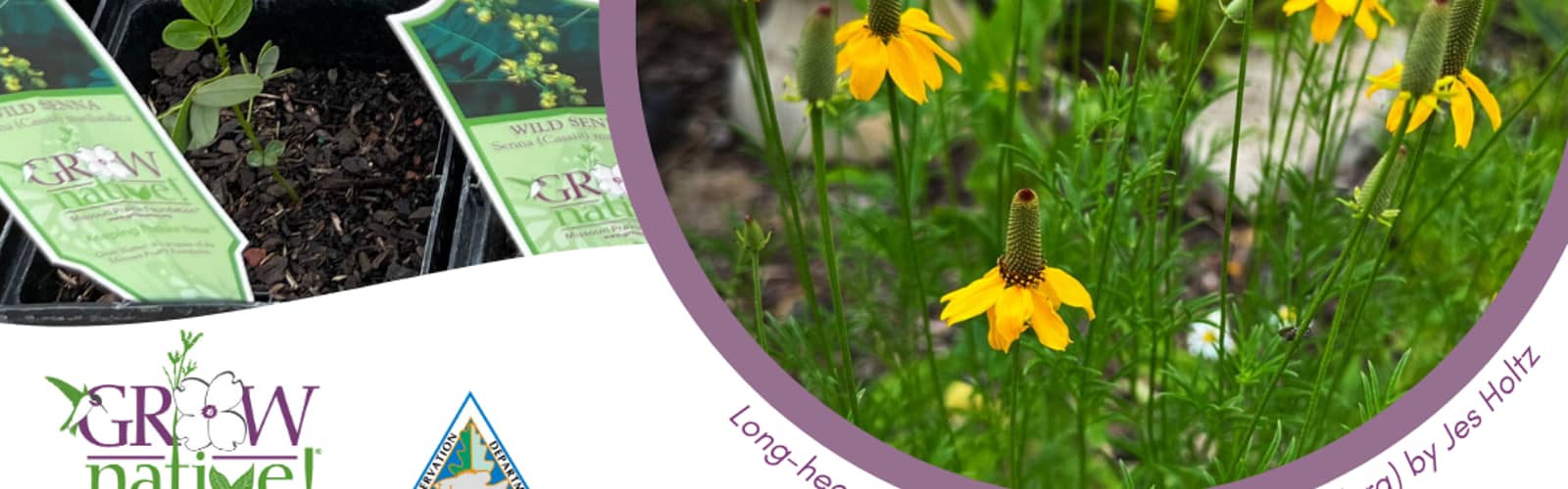 Native Plant Sale at the Anita B. Gorman Conservation Discovery Center