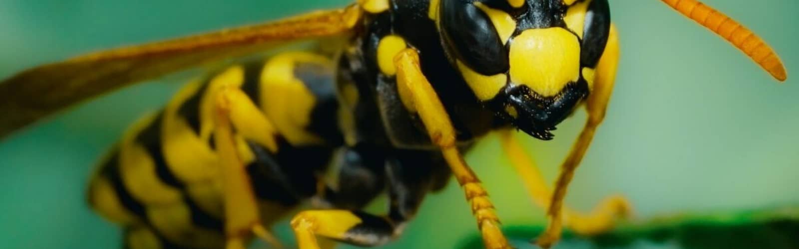 Wasps: The Astonishing Diversity of a Misunderstood Insect