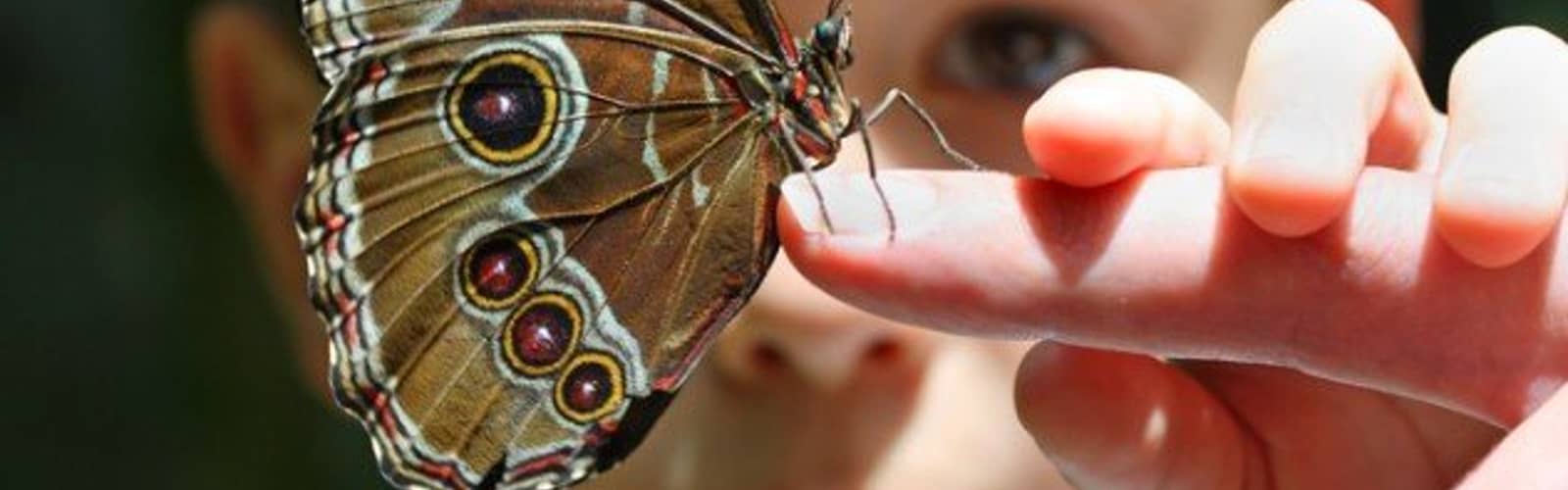 Pollinator Pairs (Adult/Child Workshop)