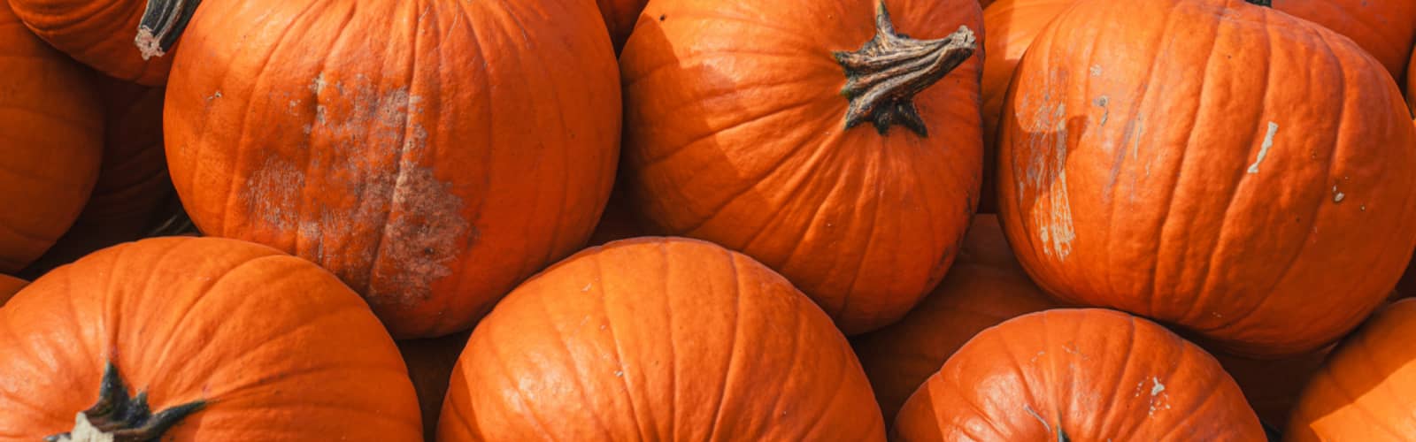 Walker Pumpkin Bash