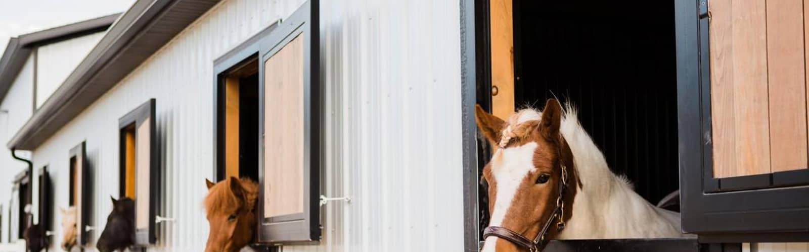 Tuesday Barn Tours