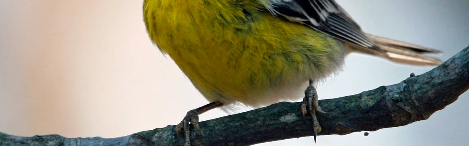 Making Your Backyard a Bird Habitat