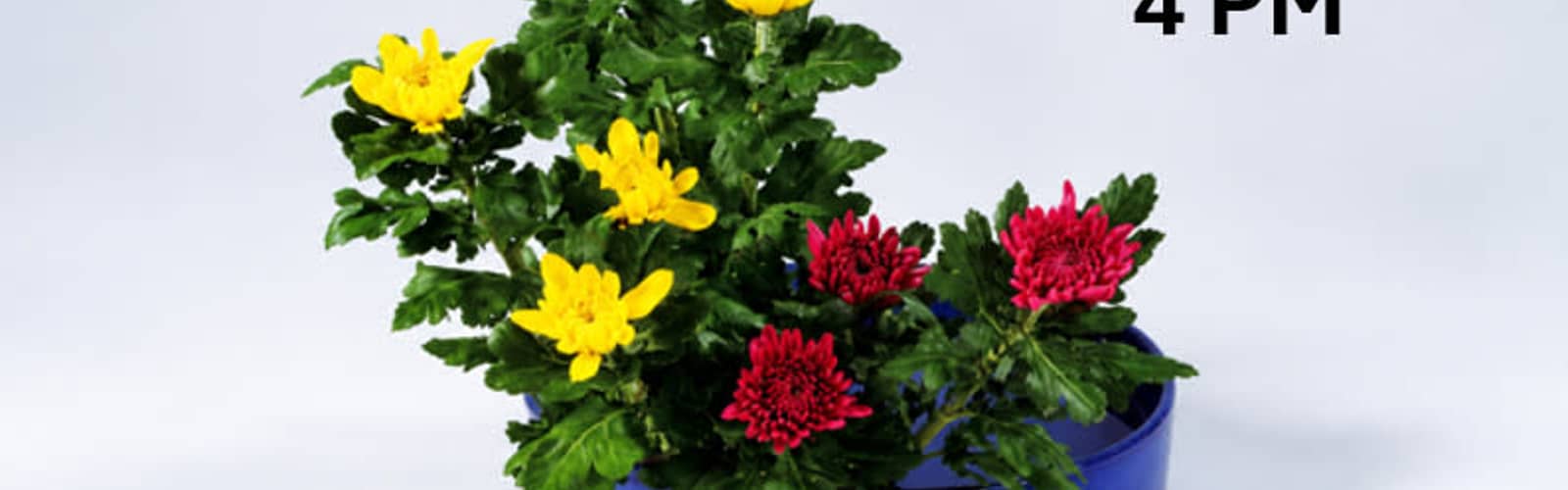 Learn Japanese Ikebana: Chrysanthemum Flower Arranging Class