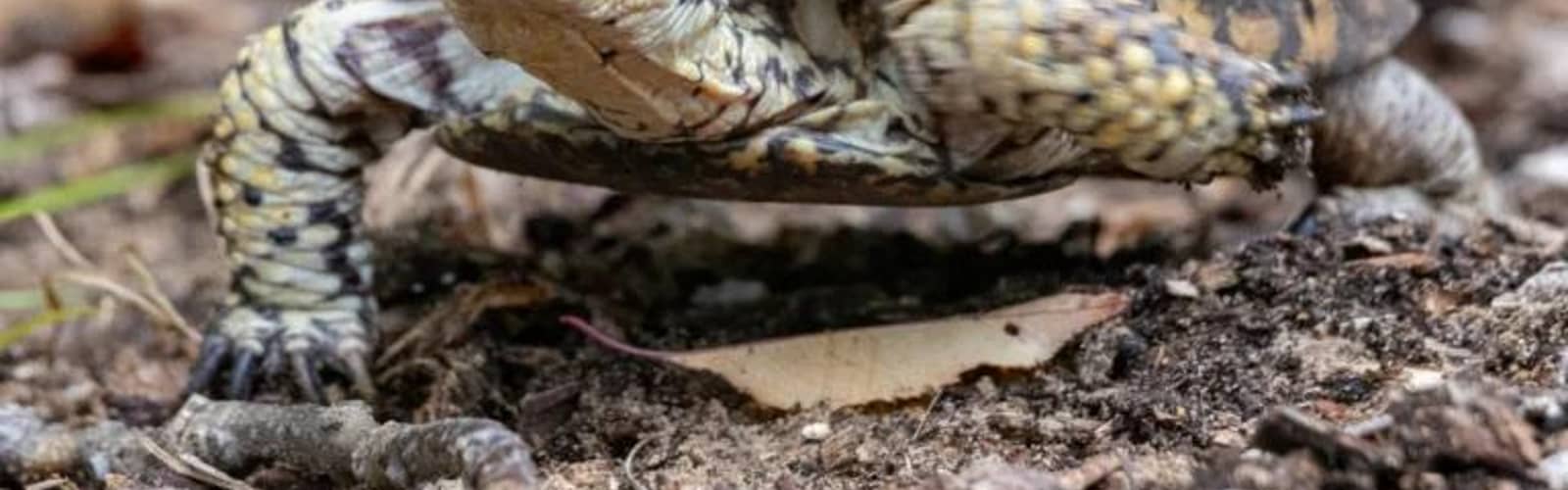 Wabasis Lake Park: Wildlife in the Park!