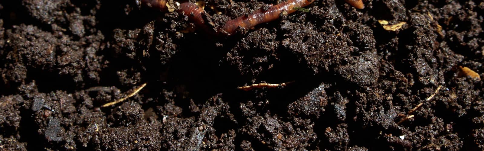 Land Lovers Series: Vermicomposting with Turkey Island Growers & Worm Farm
