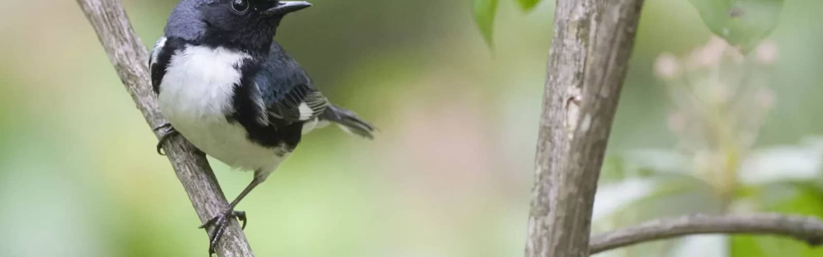 Birding Expedition: Powdermill Avian Research Center