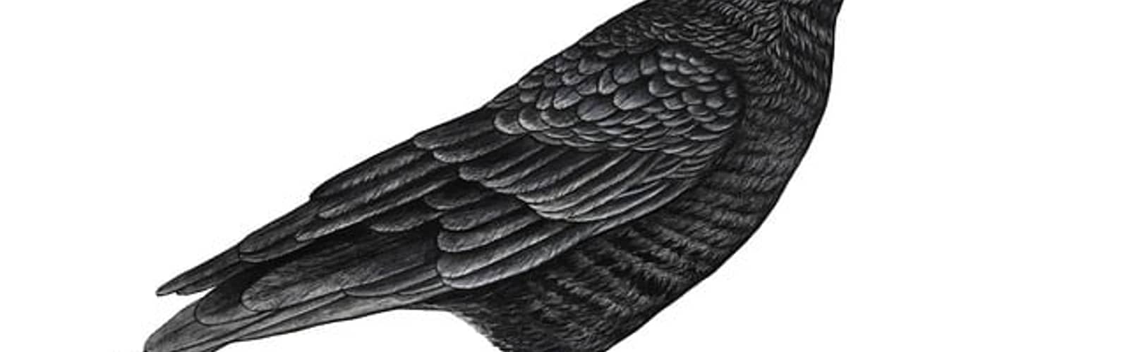 Paranormal Poe: Poe and Victorian Spiritualism