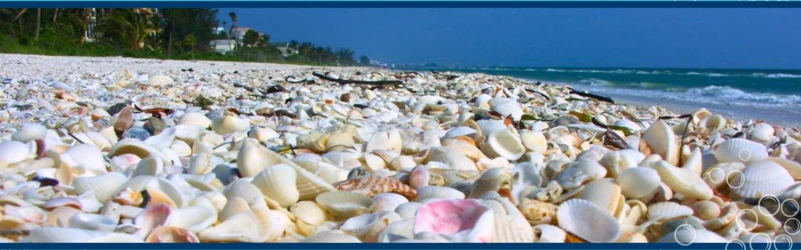 Seashell Seeker's Strategy Guide to the Carolinas