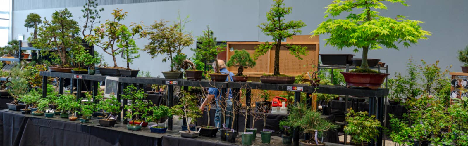 Fall Bonsai Show Presented by the West Michigan Bonsai Club
