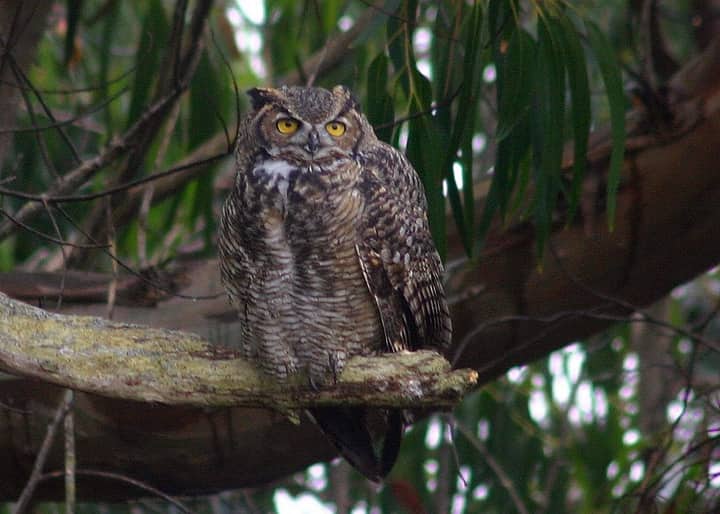 Science Stroll: Owl Prowl at Wingfield Pines