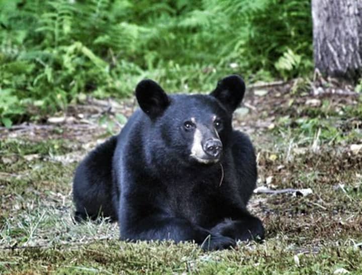 All About Bears Webinar