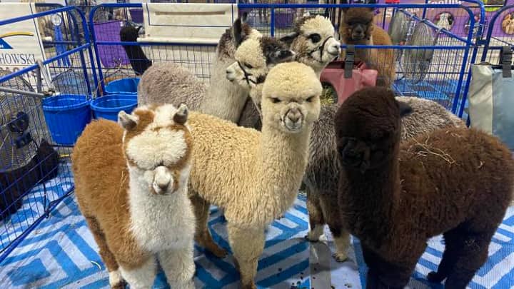 2026 Annaul Buckeye Alpaca Show