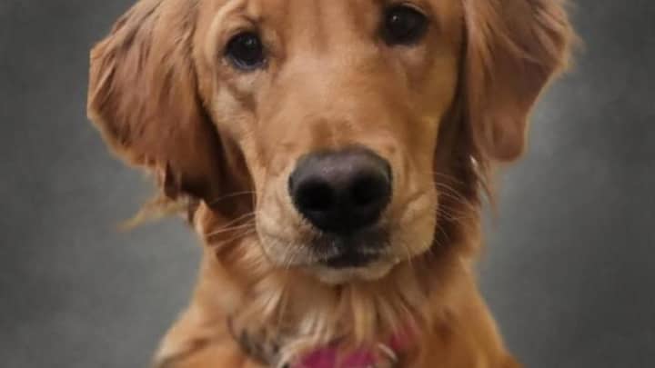 Tails and Tales with Mia the Therapy Dog