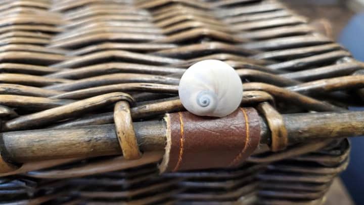 Shell in a Handbasket