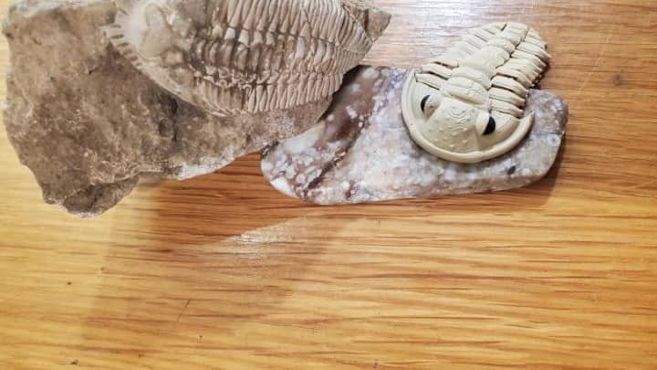 Red, White, and Trilobite