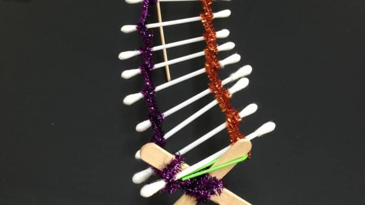 STEAM: Build a "Bone" Bridge!