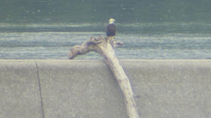 Bald Eagles
