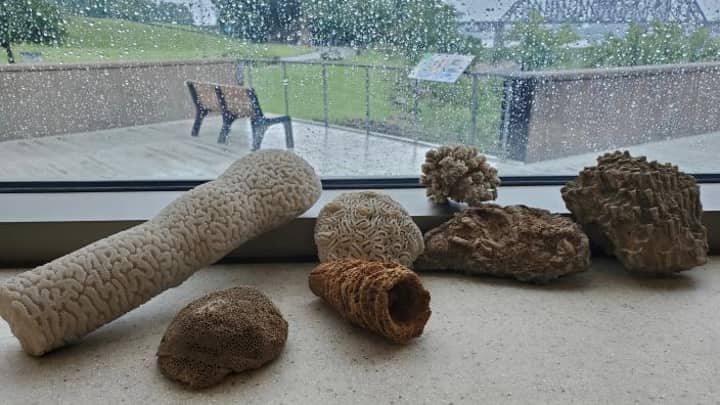Lecture-From Fossil Reefs to Coral Futures
