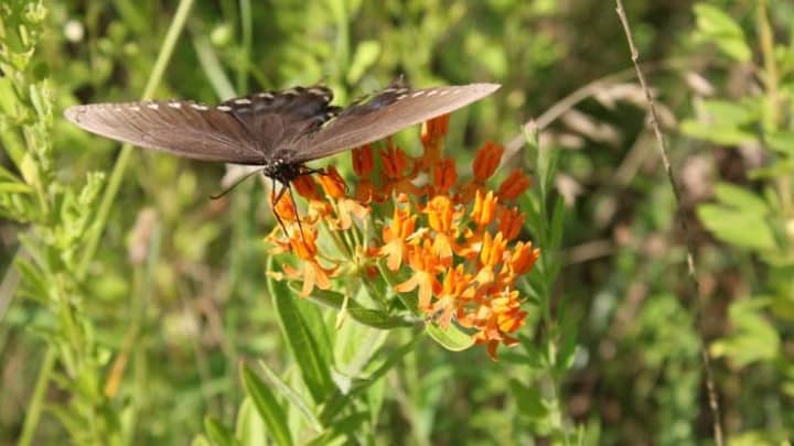 Family Nature Club-Butterfly Craft