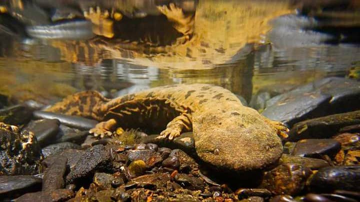 Saving America’s Largest Salamander - The Hellbender