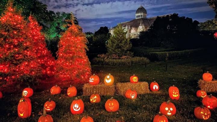 Pumpkins Aglow