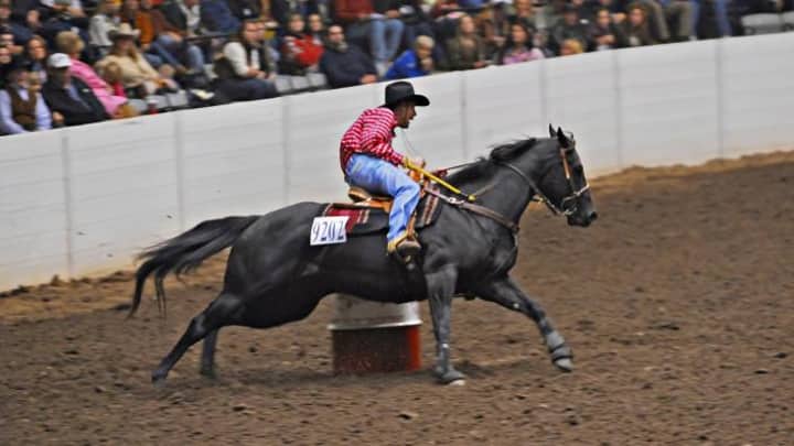 All American Quarter Horse Congress