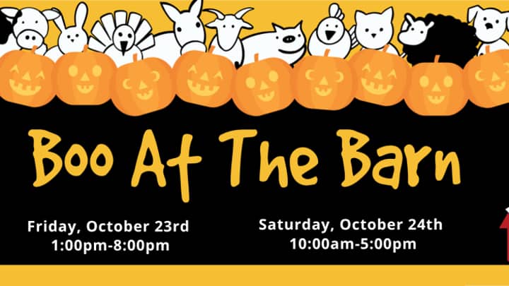 Boo at the Barn
