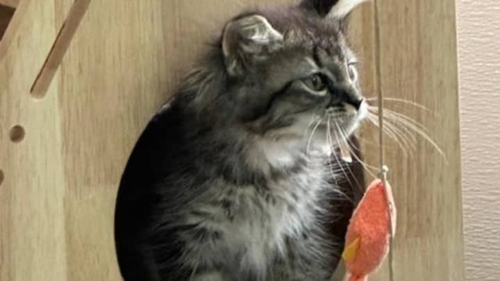 Blankets for Shelter Cats