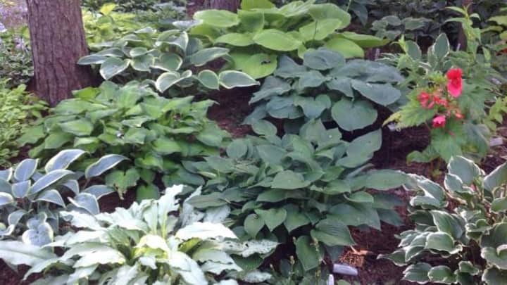 Heritage in Bloom, Garden Tour