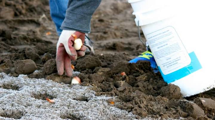 Community Tulip Planting