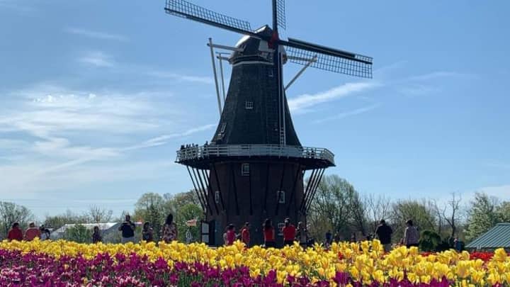 Tulip Time