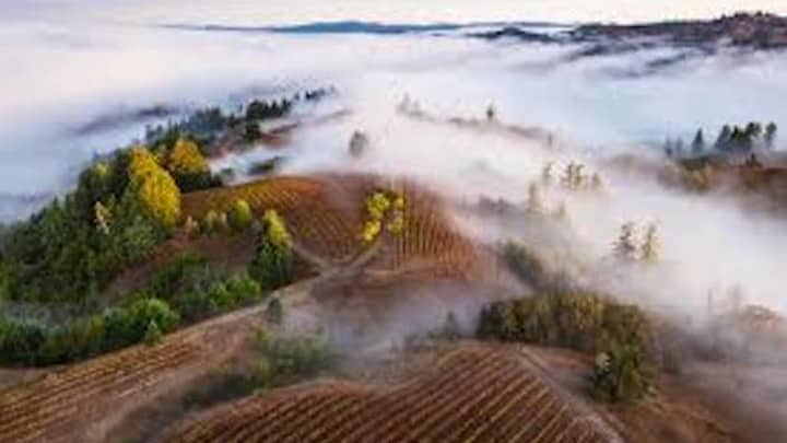 West Coast Pinot Noir: From Fog to Forest