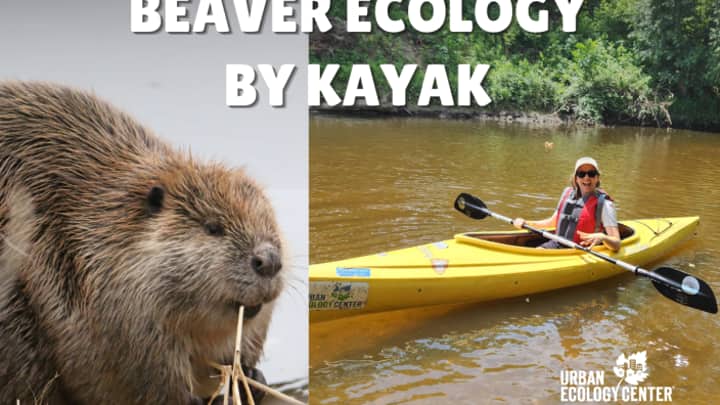 Beaver Ecology by Kayak