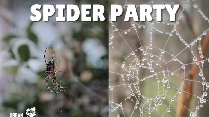 Spider Party at Riverside Park