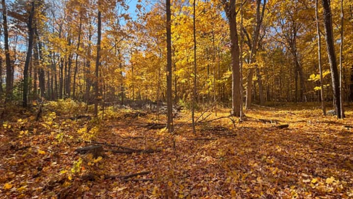 Secrets of the Autumn Woods: A photo & nature walk at the Forest Exploration Center