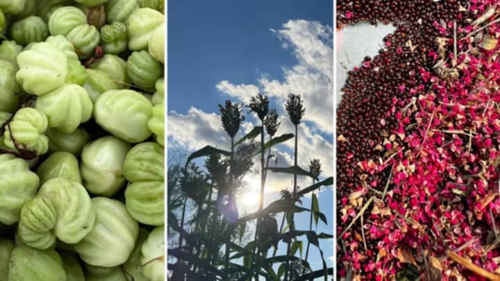 Grow and Gather: Seed Saving