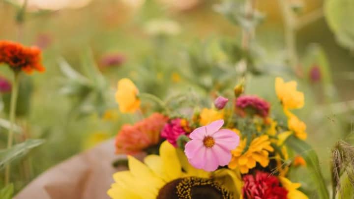 U-Pick Flower Farm