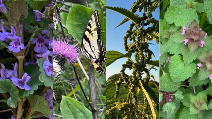 Grow and Gather: Eat the Weeds!