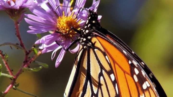 Monarch Butterfly Release and Celebration
