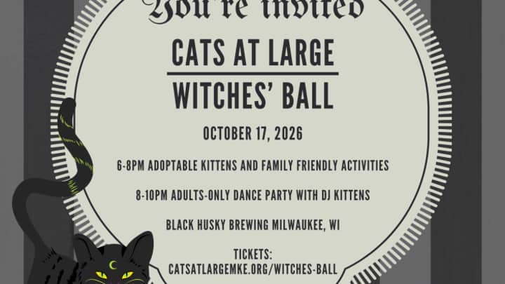 Cats At Large Witches' Ball