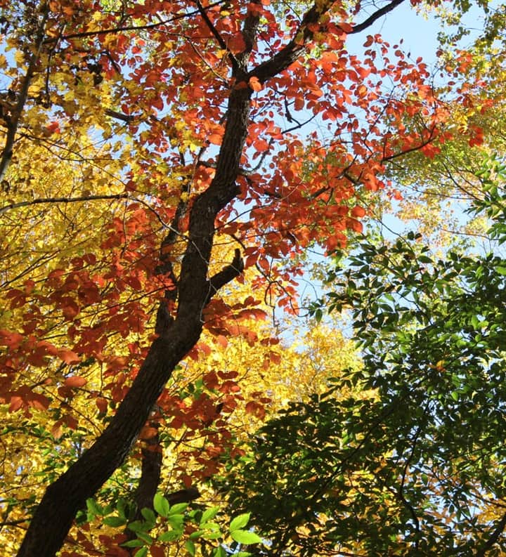 Family Nature Walk