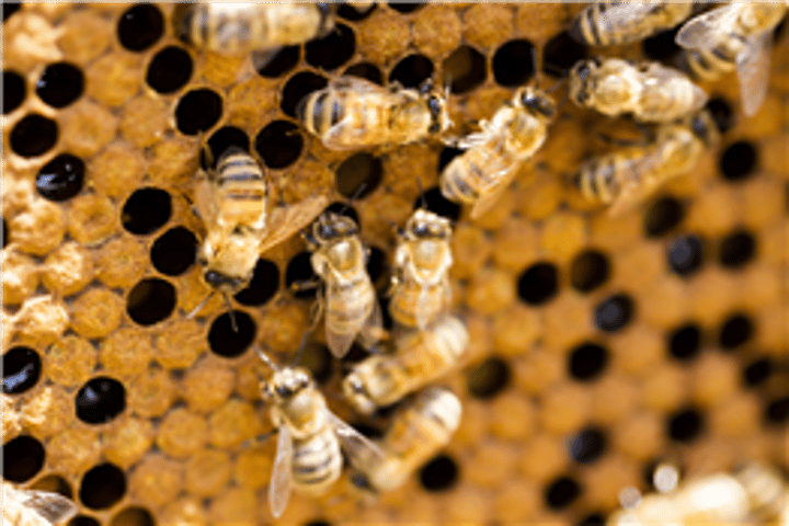 Maumee Valley Beekeepers Monthly Meeting